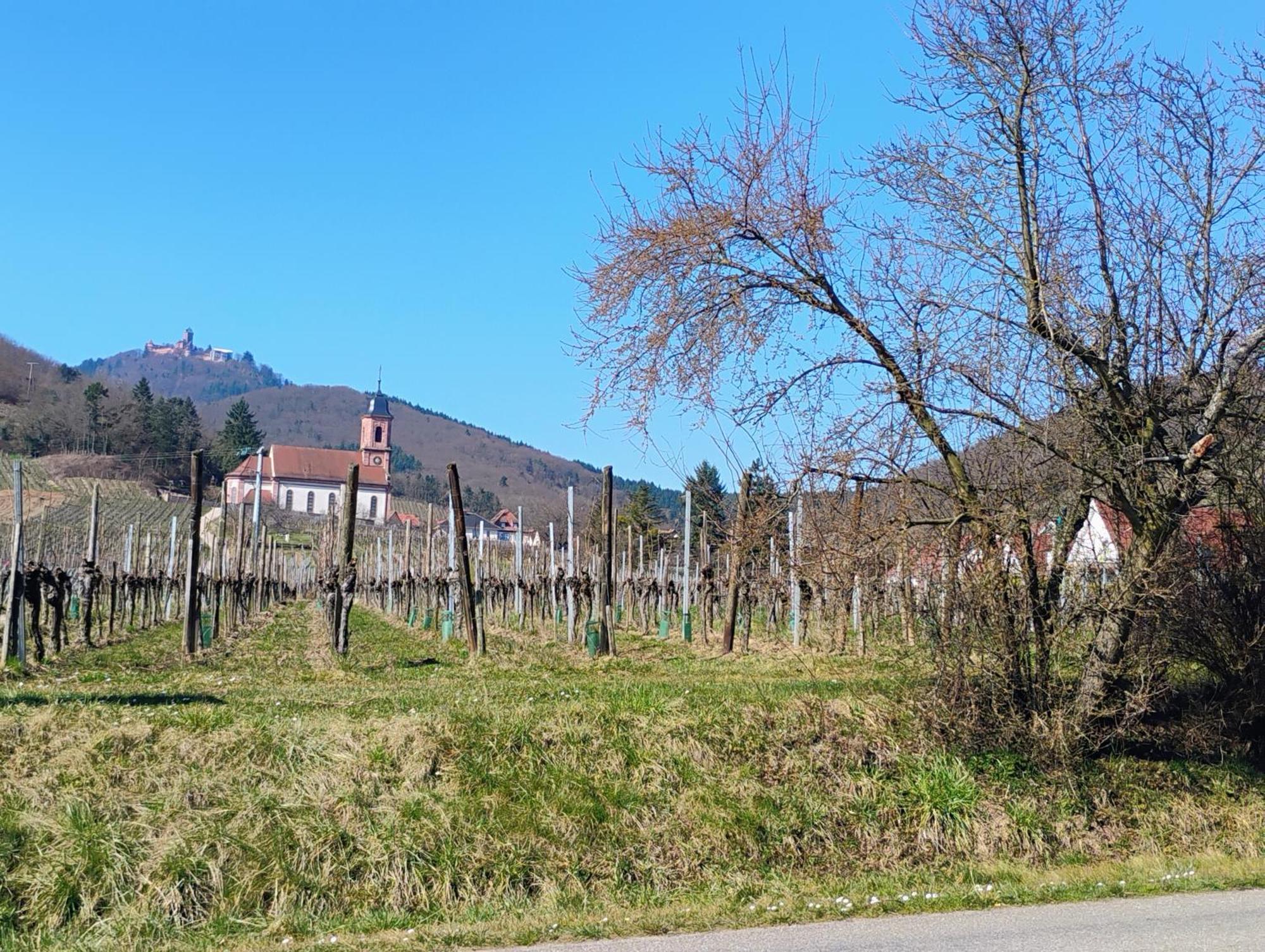 Gite Le Marronnier - Au Calme - Parking & Terrasse - Pres De Colmar Et Riquewihr - Route Des Vins Шатенуа Екстер'єр фото